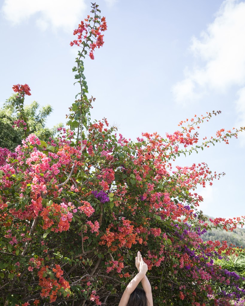 Bougainvillea, Bequia, Cig Harvey