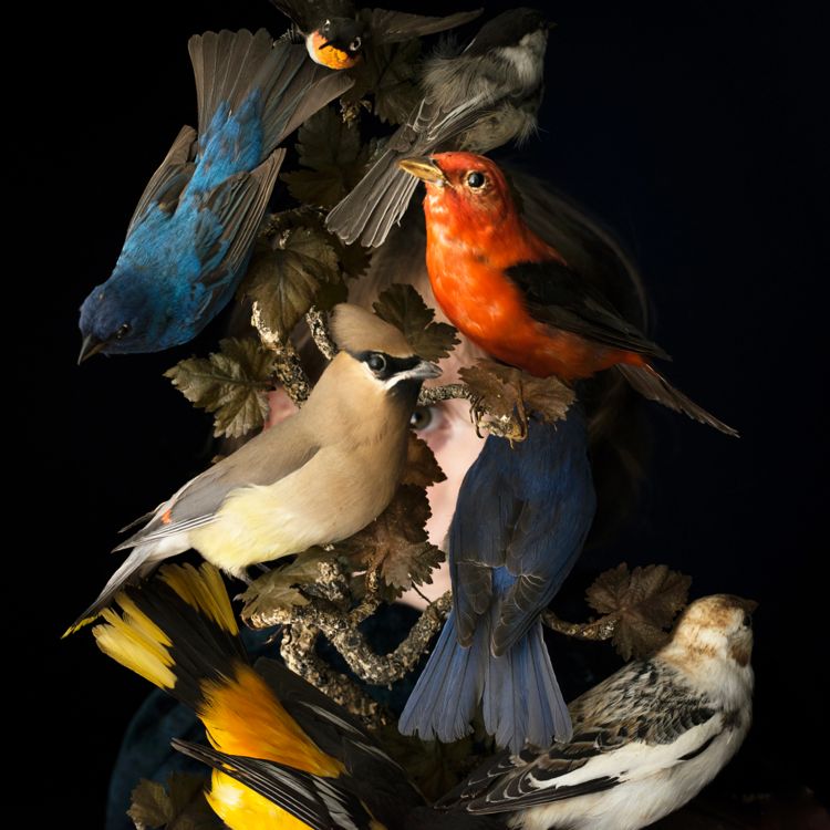 Birds of New England, Rockport, Maine, Cig Harvey