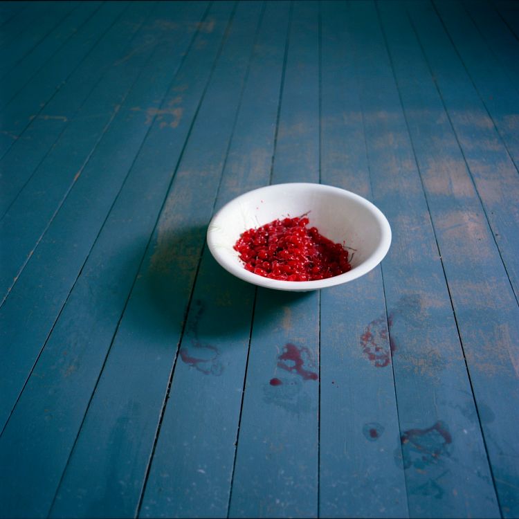 Bowl of Cherries, Rockport, Maine, Cig Harvey