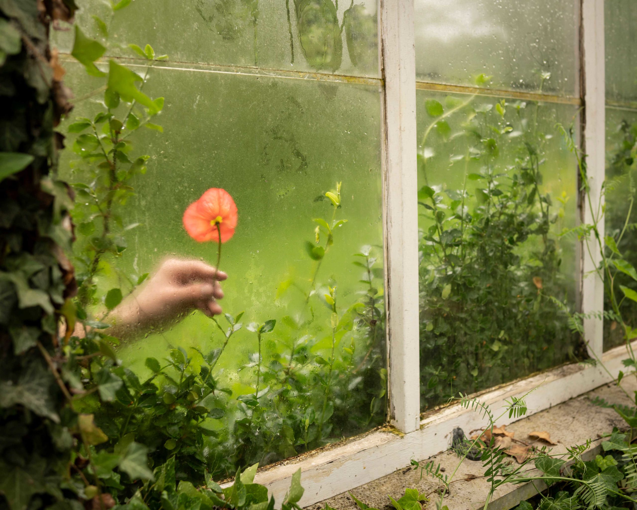 The Poppy and the Greenhouse, Cig Harvey