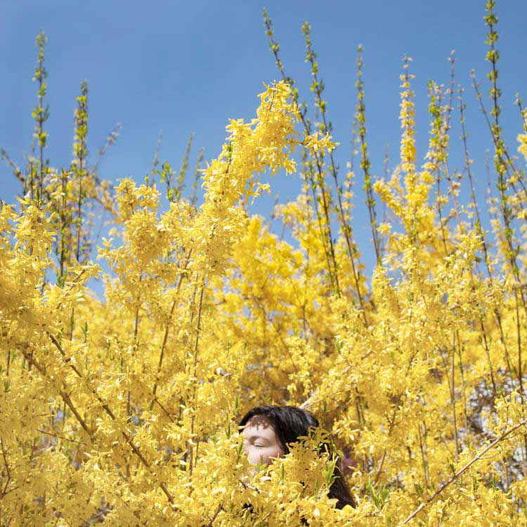 Claire in the Forsythia, Cig Harvey