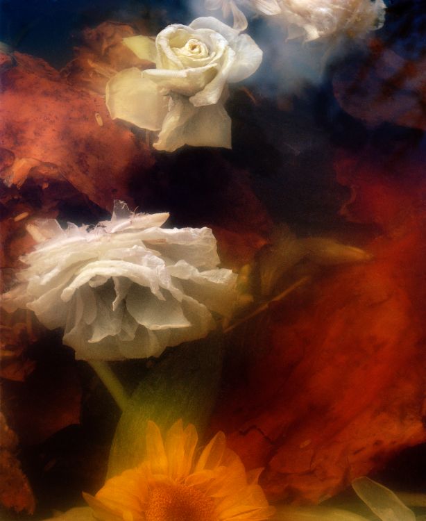 Dark Matter #13, Sinking Rose and Sunflower, Jocelyn Lee
