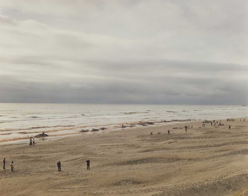 Approximately 17 of 41 Sperm Whales Which Beached and Subsequently Died, Florence, Oregon, June Joel Sternfeld