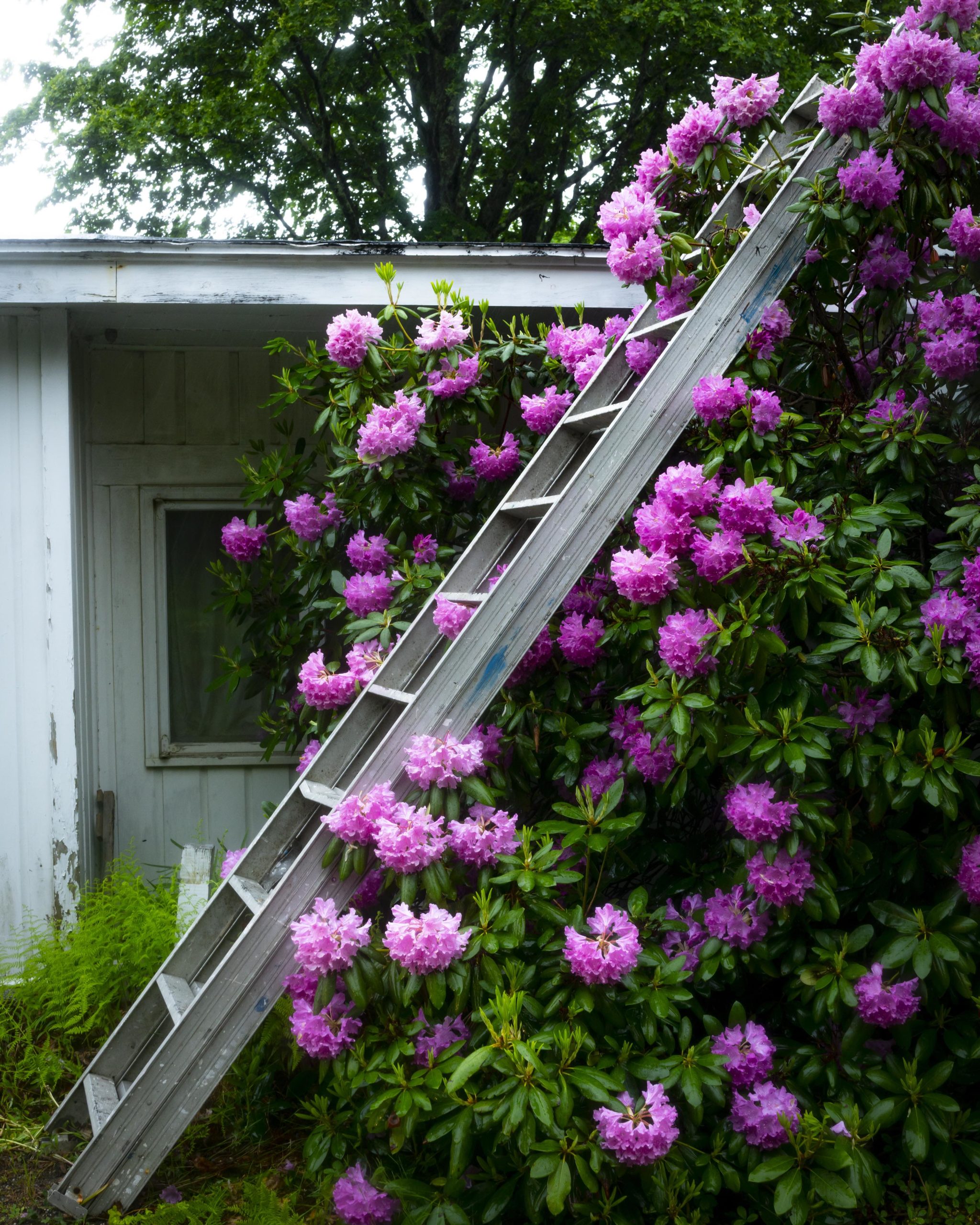 Rhododendrons and Ladder, Cig Harvey