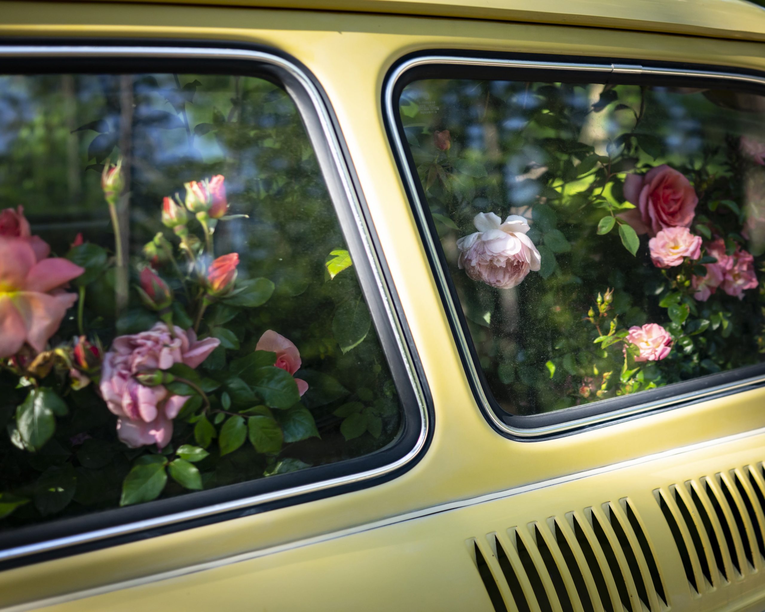 Roses, Yellow Car, Cig Harvey