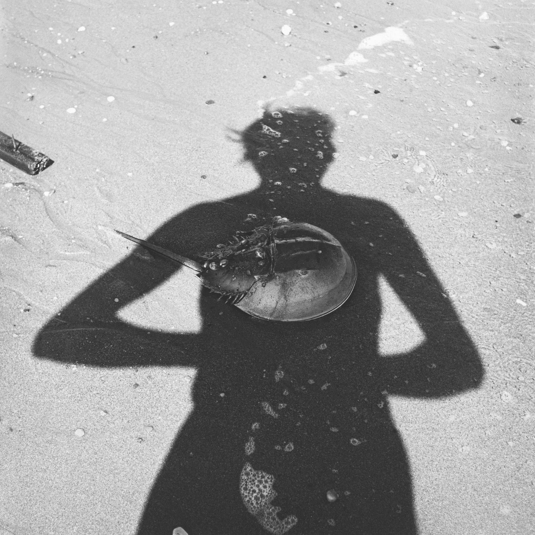 Self-Portrait, 1954 Vivian Maier