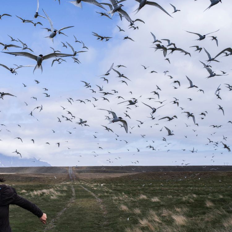The Judgement of Terns, Cig Harvey