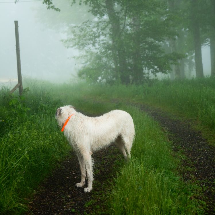 Wolfhound, Hope, Maine, Cig Harvey