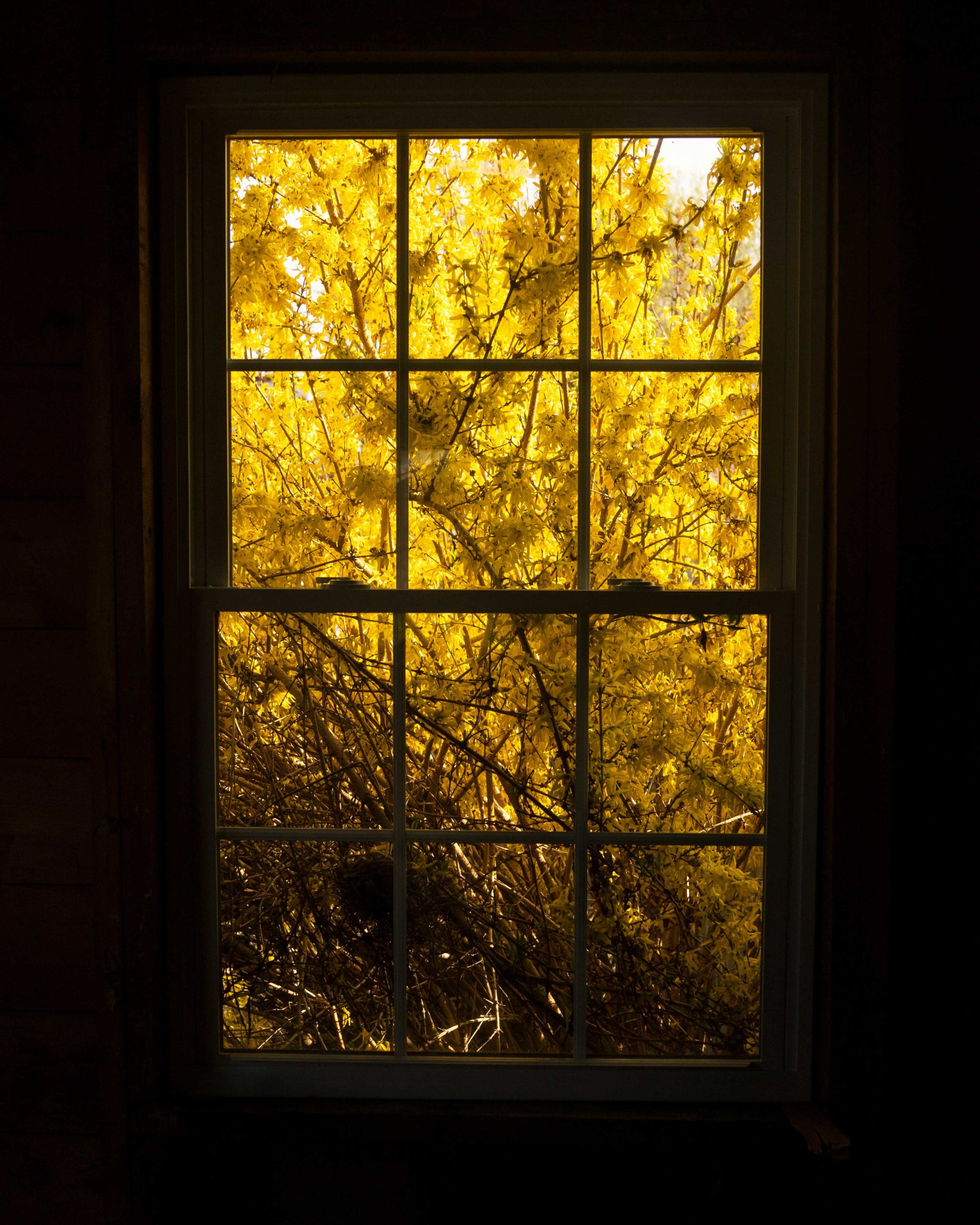 Forsythia, Cig Harvey