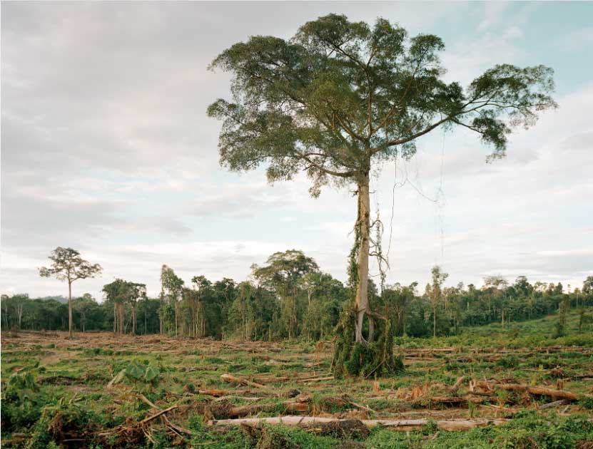 deforestation-of-primary-forest