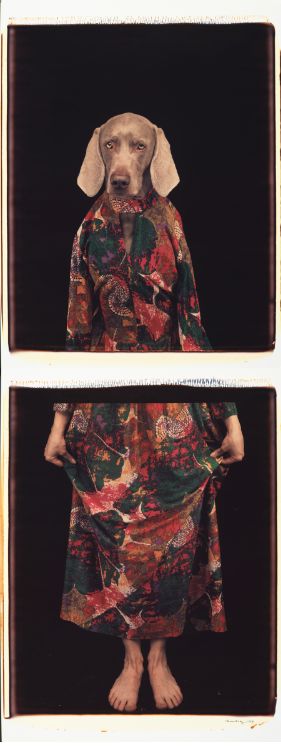 dressed-from-below-1994-by-william-wegman-BHC3249