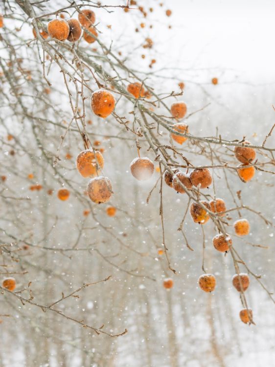 Frozen Apples, Rockport, Maine, Cig Harvey