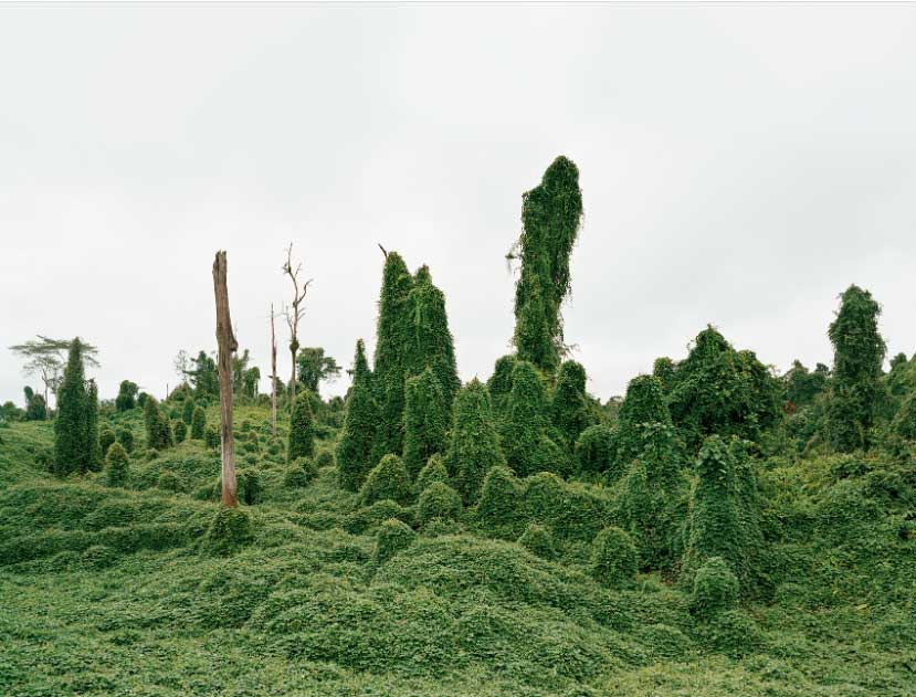 ghost-trees-after-deforestation-