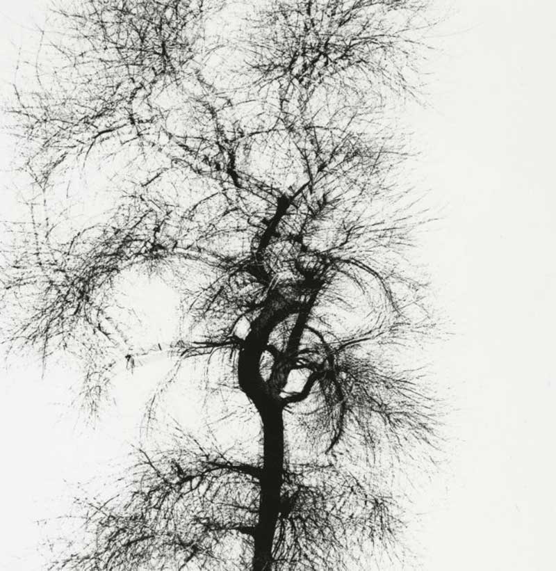 multiple-exposure-tree-chicago-1956-by-harry-callahan-BHC3471-1
