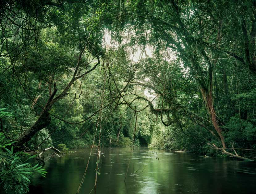primary-forest-01-waterway-malaysia