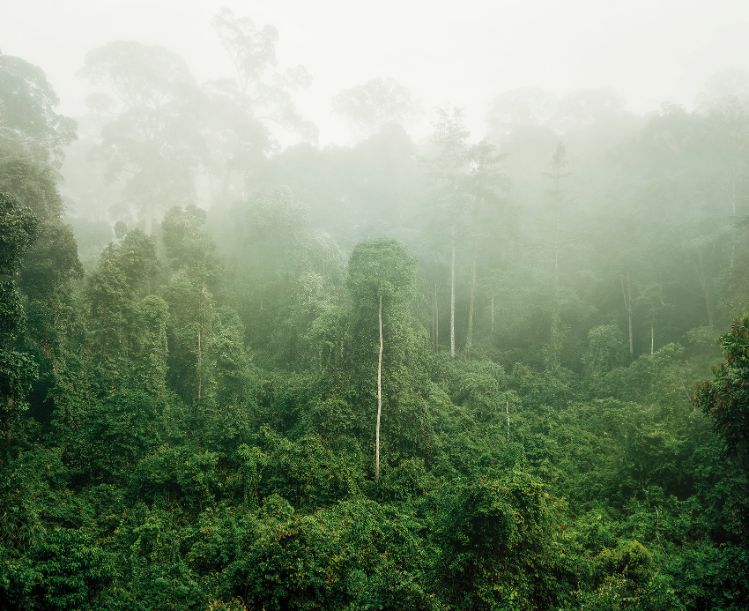 primary-forest-03-malaysia-102012-by-olaf-otto-becker-BHC3676