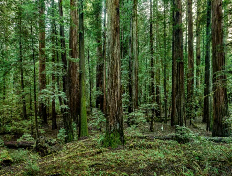 redwoods-02-california--800x606