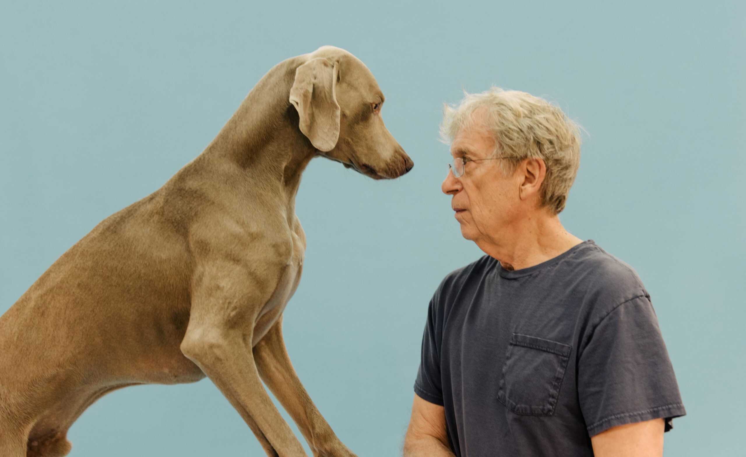 William Wegman Biography Art Works Huxley Parlour Gallery