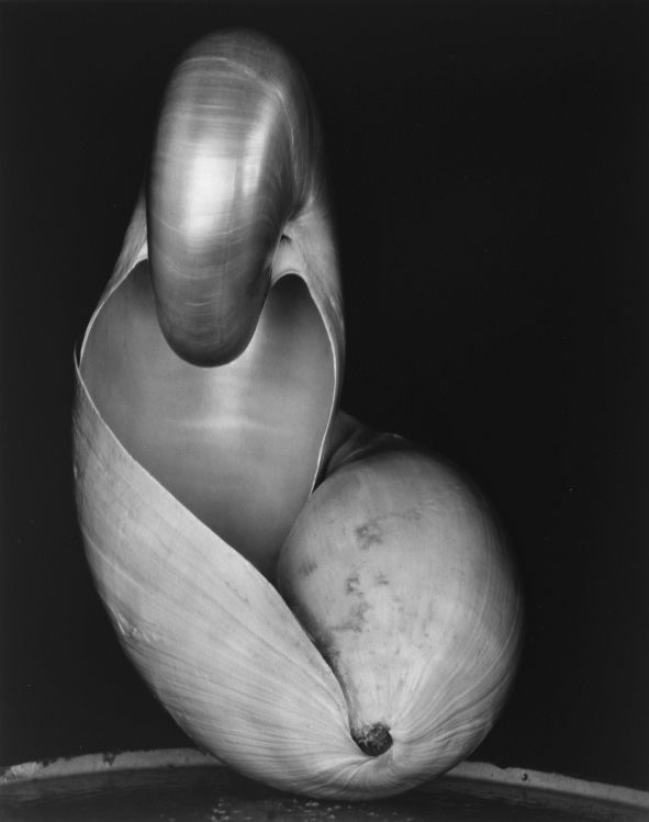 Shell, 1927 Edward Weston