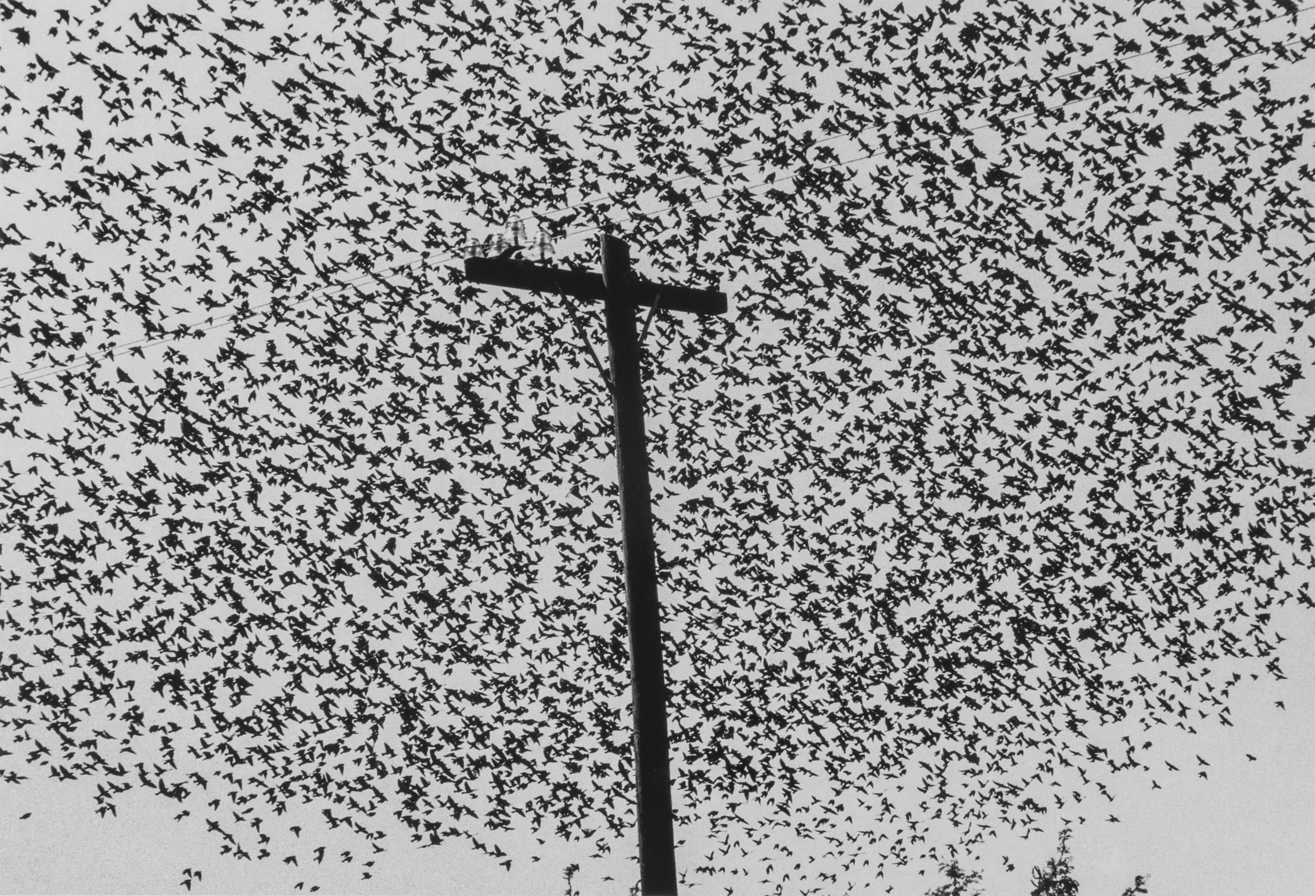 Pájaros en el Poste, Carretera [Birds on the Post, Highway], Guanajuato, 1990