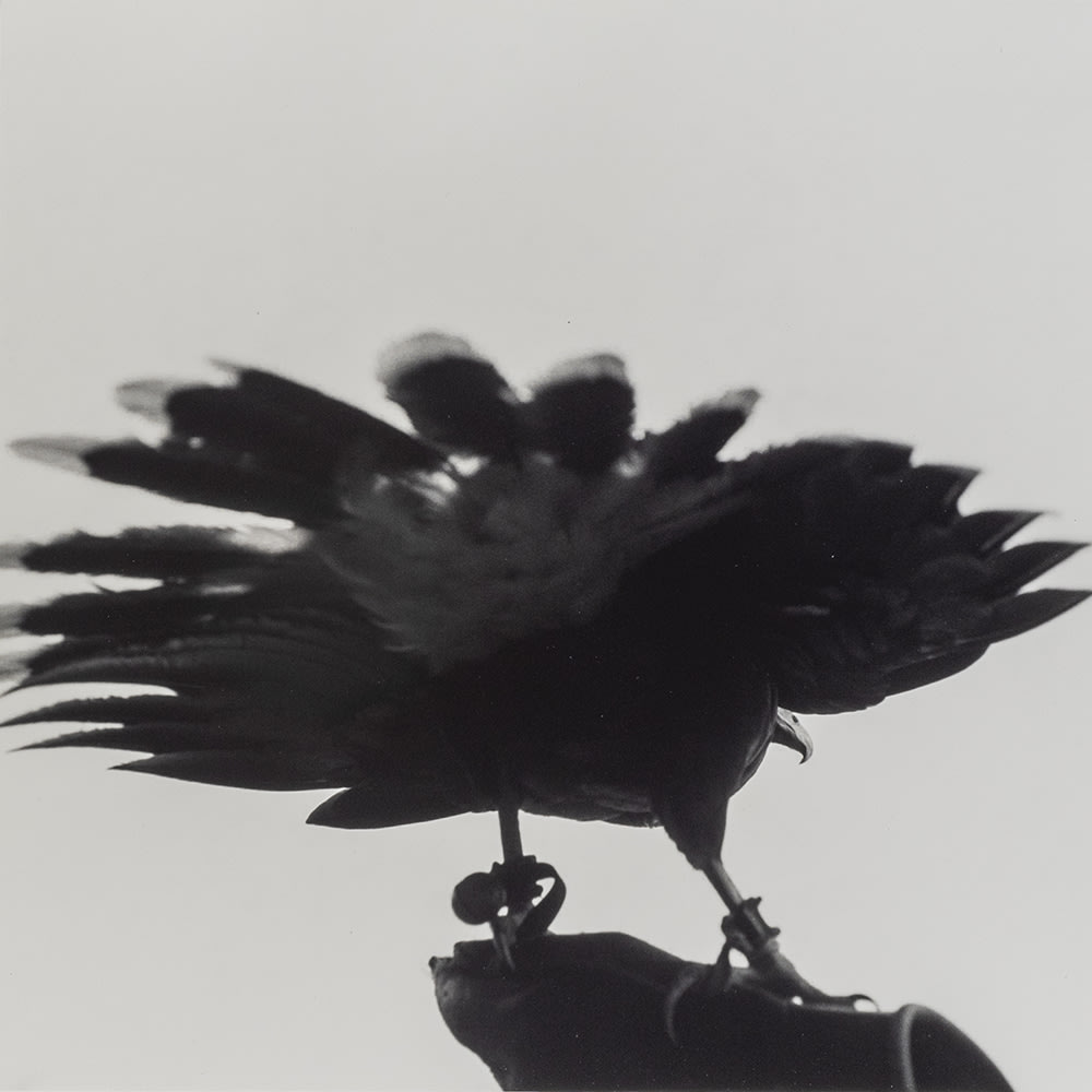 GRACIELA ITURBIDE Halcón [Hawk], Seminole Territory, Florida, 1999