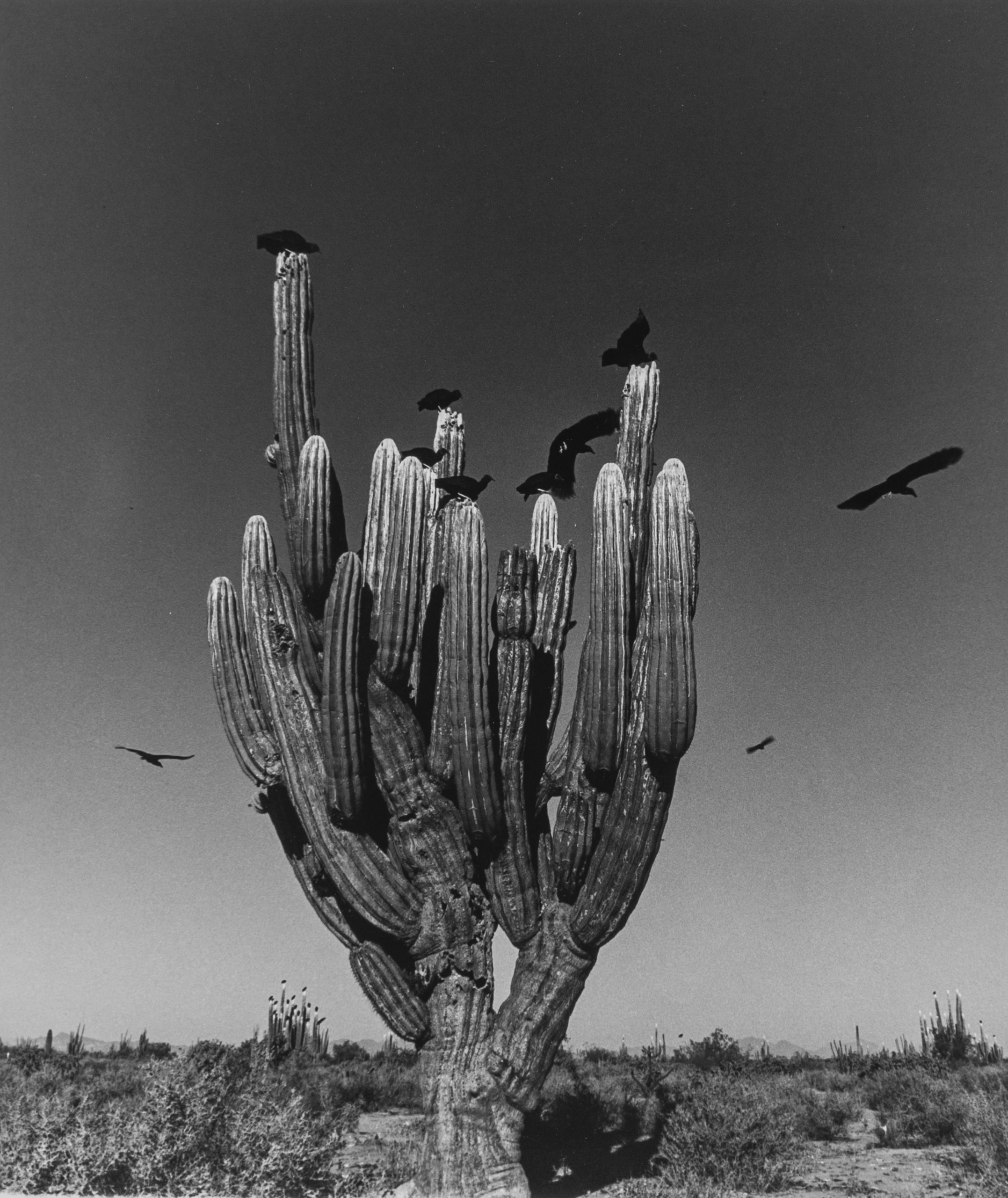 Saguaro, Sonoran Desert, 1979