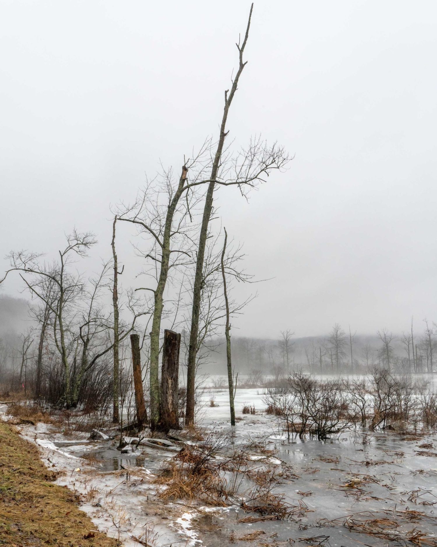 VANESSA WINSHIP Trees and Frozen Landscape, Holmes County, Ohio, USA, 2019
