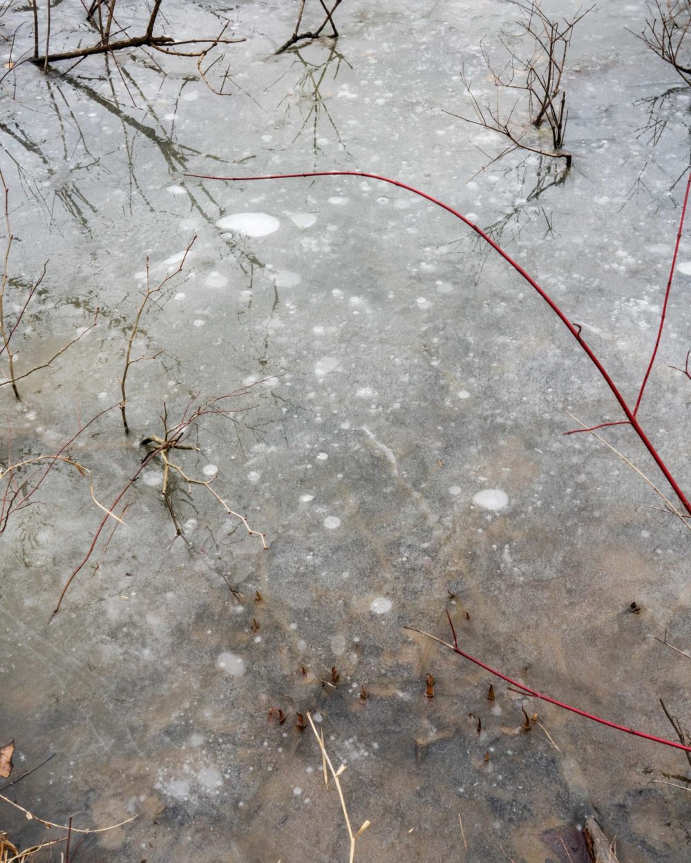 VANESSA WINSHIP Frozen Marshland with Tendril, Holmes County, Ohio, USA, 2020