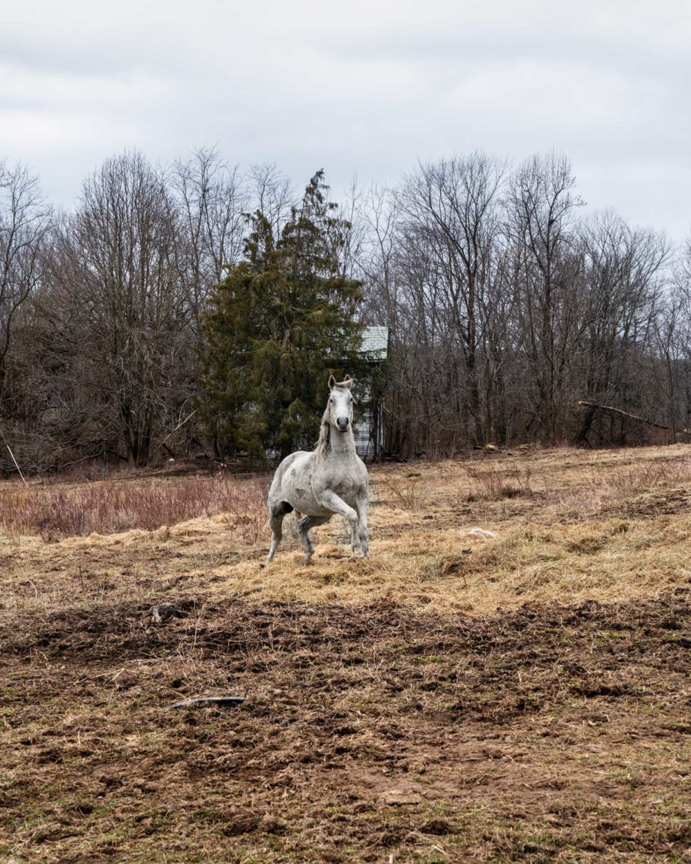VANESSA WINSHIP Horse, Ohio, USA, 2020