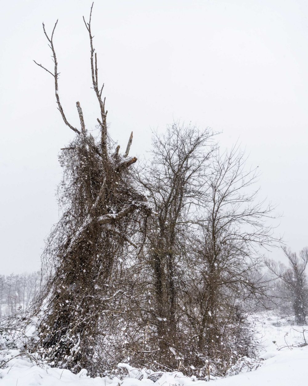 VANESSA WINSHIP Trees in Snow, Mandritsa, Bulgaria, 2021