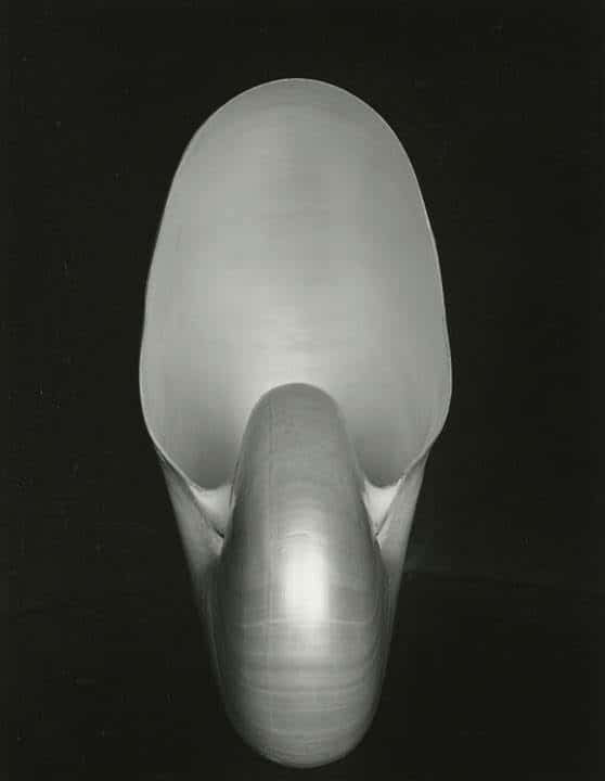 Edward Weston, Shell, 1927. Modern Objects, Huxley-Parlour Gallery, 3–5 Swallow St, London, W1B 4DE