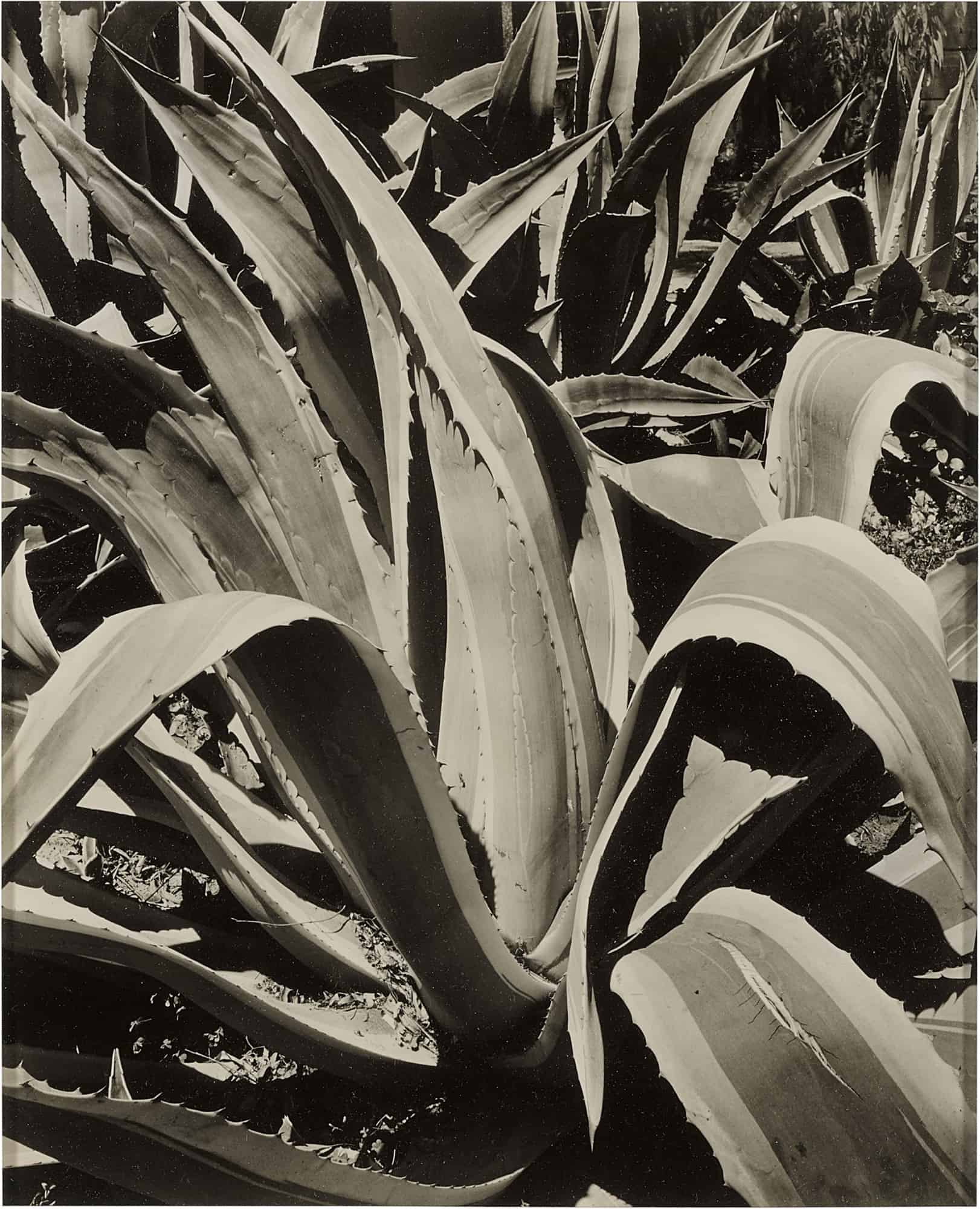 Imogen Cunningham, Untitled, (Agave), 1930s. Modern Objects, Huxley-Parlour Gallery, 3–5 Swallow St, London, W1B 4DE.