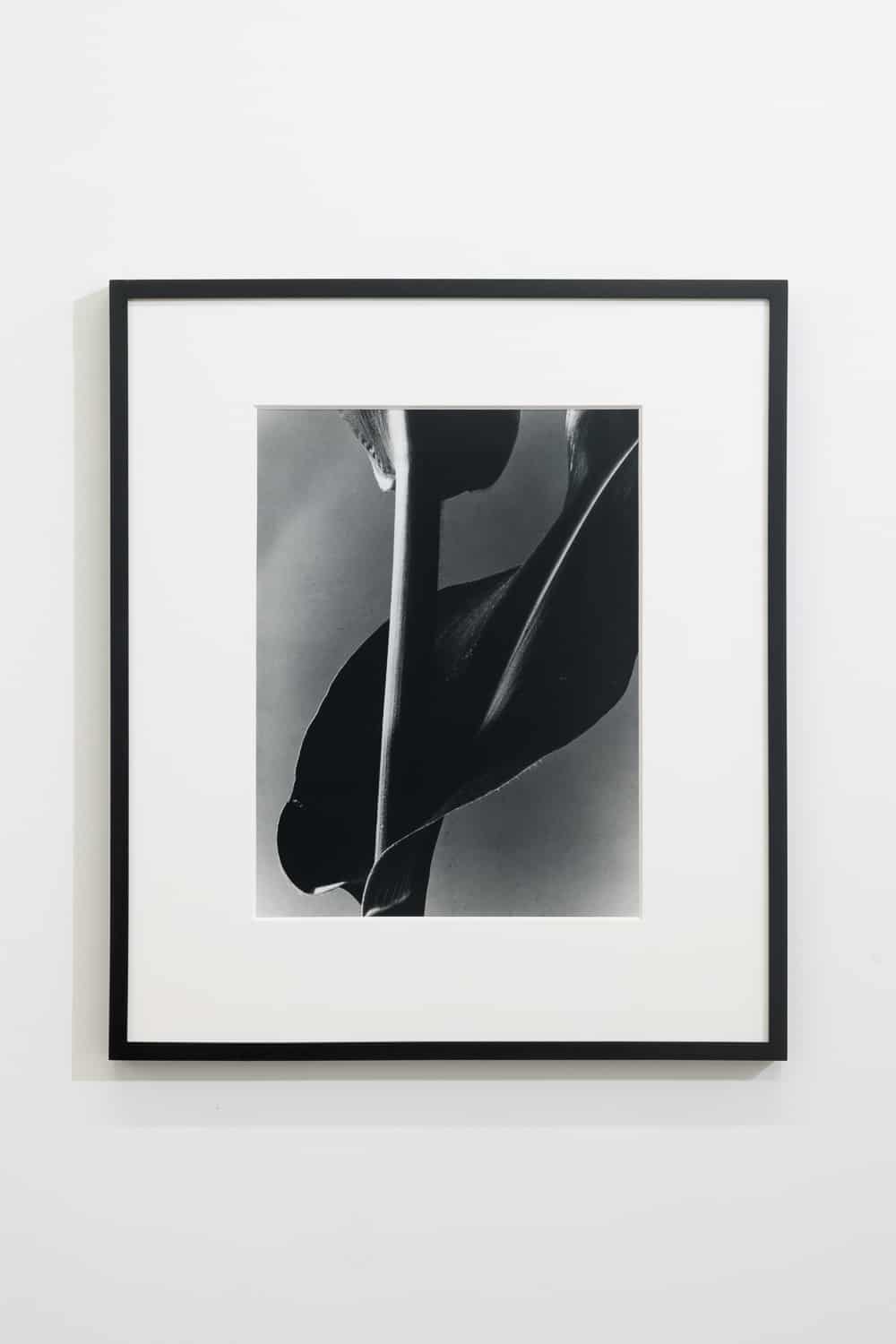 Barbara Morgan, Corn Stalk, 1945. Modern Objects, Huxley-Parlour Gallery, 3–5 Swallow St, London, W1B 4DE.