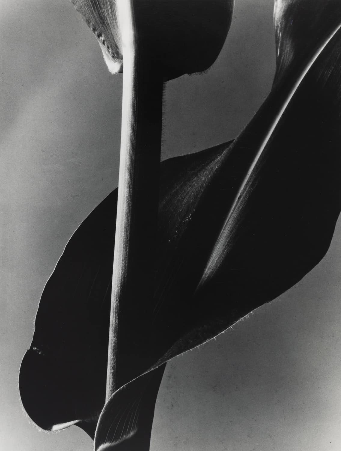 Barbara Morgan, Corn Stalk, 1945. Modern Objects, Huxley-Parlour Gallery, 3–5 Swallow St, London, W1B 4DE.