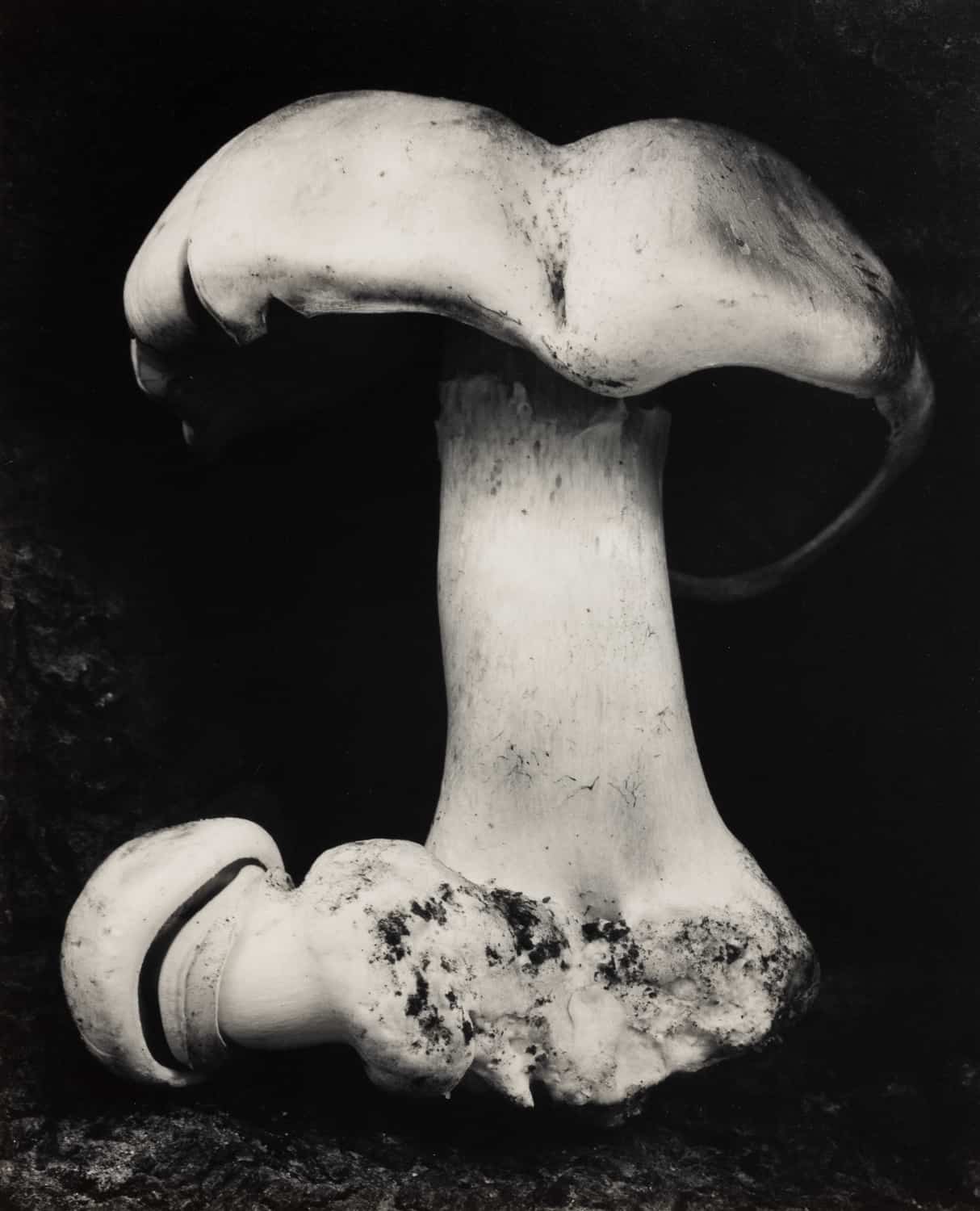 Edward Weston, Toadstool, 1931. Modern Objects, Huxley-Parlour Gallery, 3–5 Swallow St, London, W1B 4DE