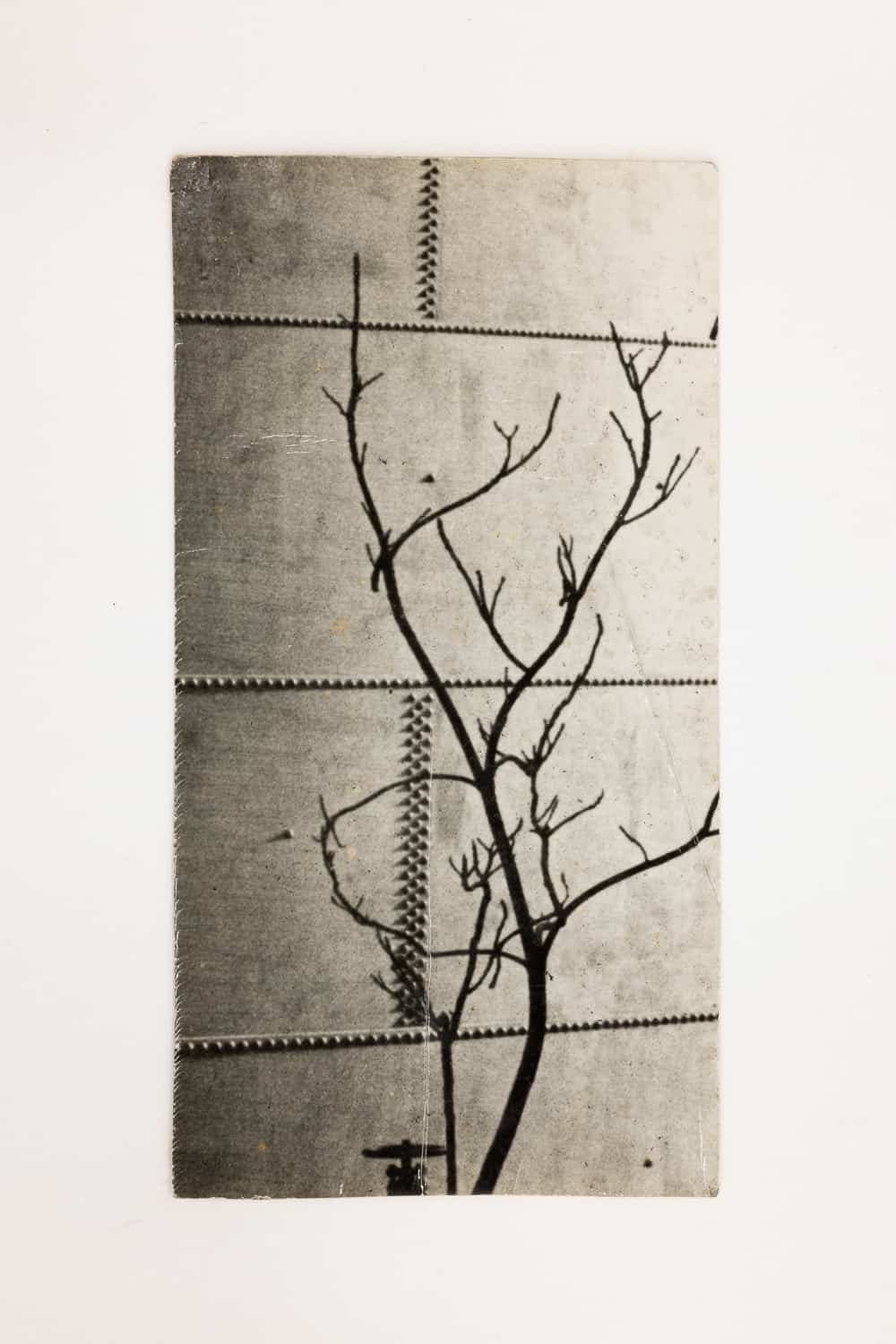 André Kertész, Modernist Tree Study, 1923. Modern Objects, Huxley-Parlour Gallery, 3–5 Swallow St, London, W1B 4DE.