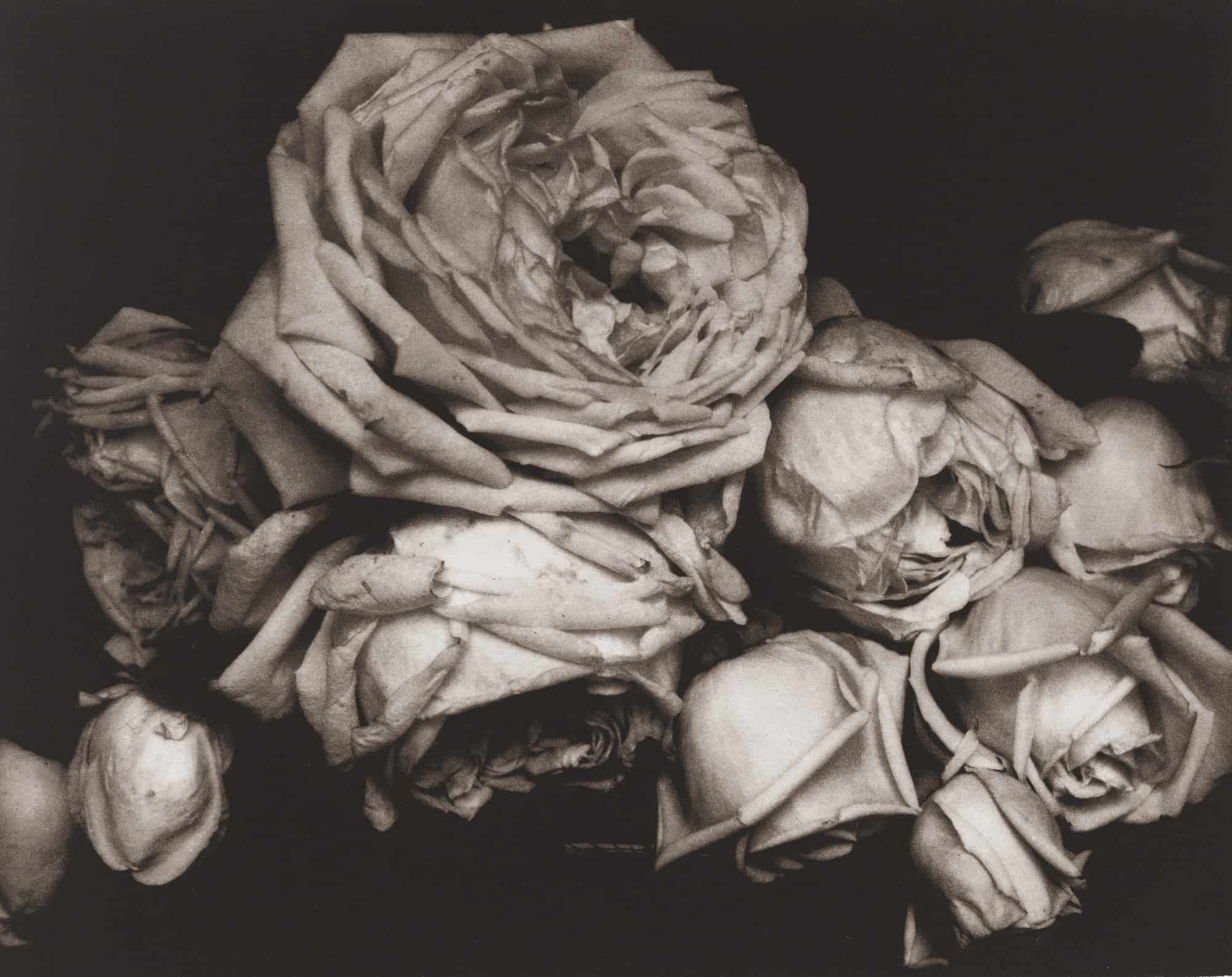 Edward Steichen, Heavy Roses, Voulangis, France, 1914. Modern Objects, Huxley-Parlour Gallery, 3–5 Swallow St, London, W1B 4DE
