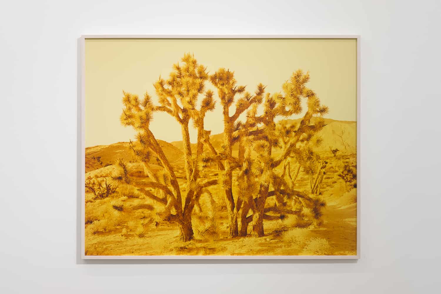 David Benjamin Sherry, Joshua Tree Gold Butte National Monument, Nevada, 2017, c-type print, framed
