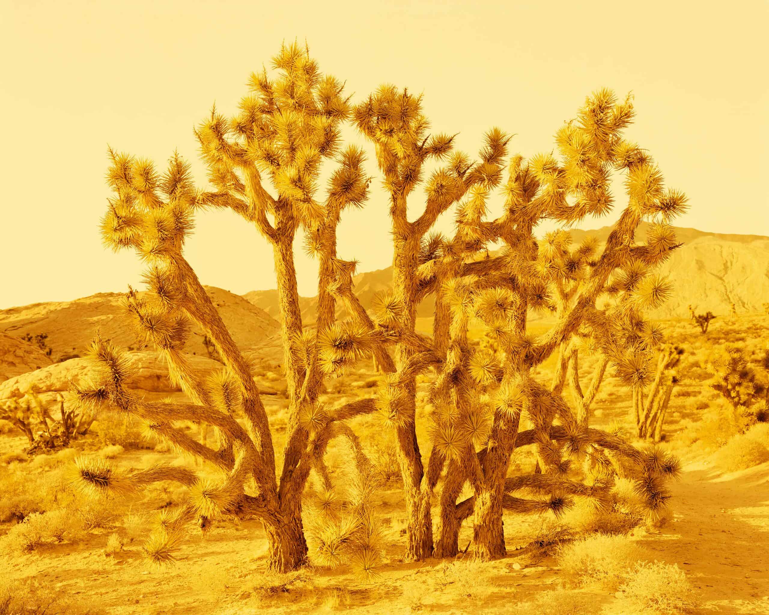 David Benjamin Sherry, Joshua Tree, Gold Butte National Monument, Nevada