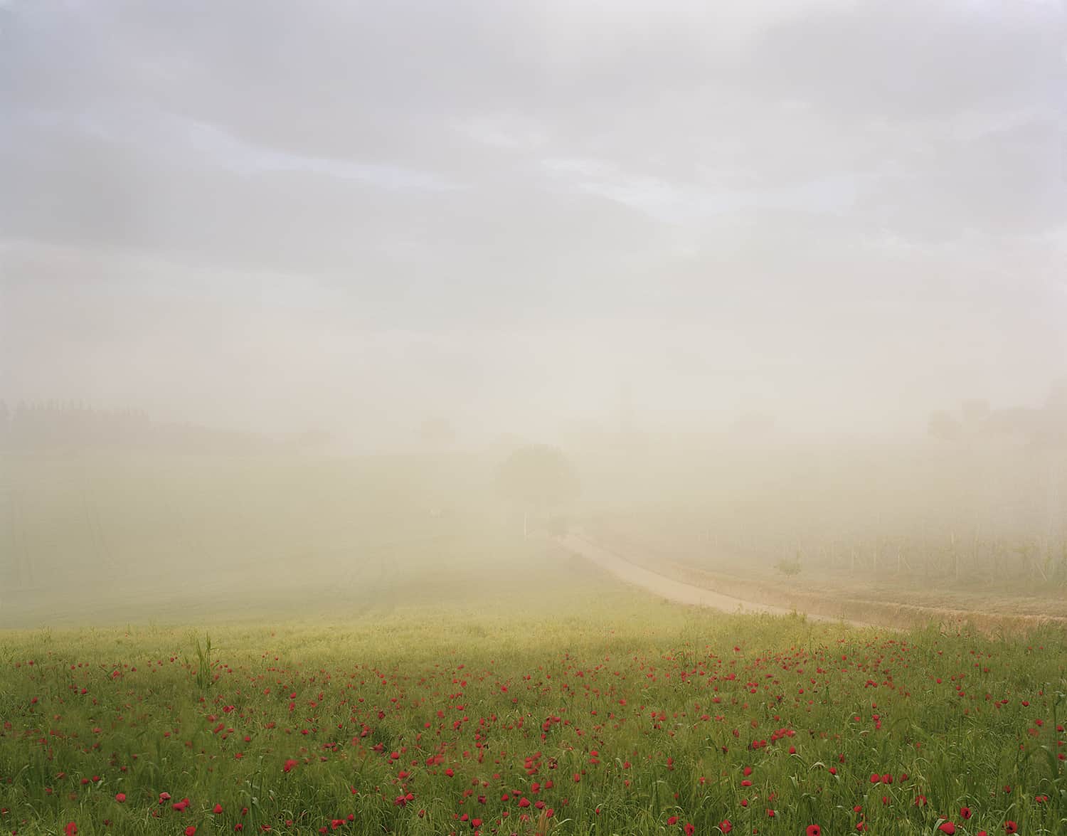 Joel Meyerowitz, Early Morning Mist, Rising, Tuscany, Italy, 2002