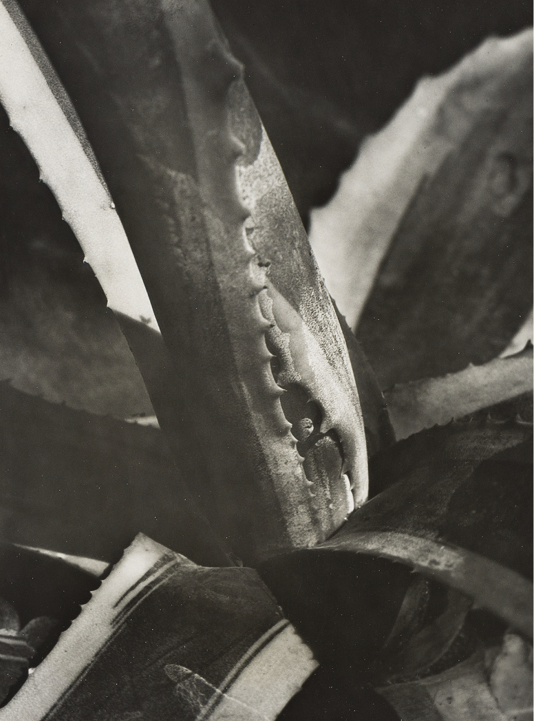 Imogen Cunningham, Agave #8, c. 1928