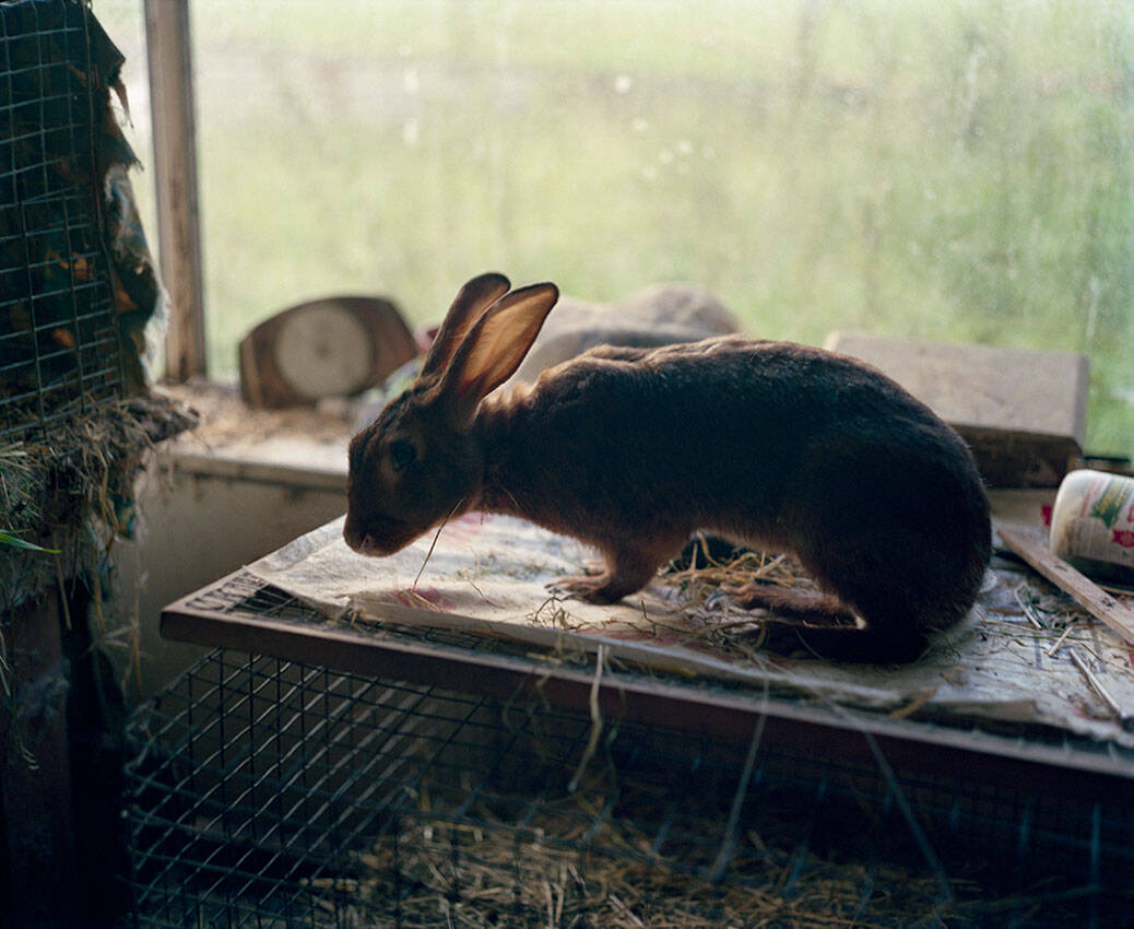 Jem Southam, Rabbit, Troon Zoo, 1982-1994, The Red River, 24.10–22.11.24