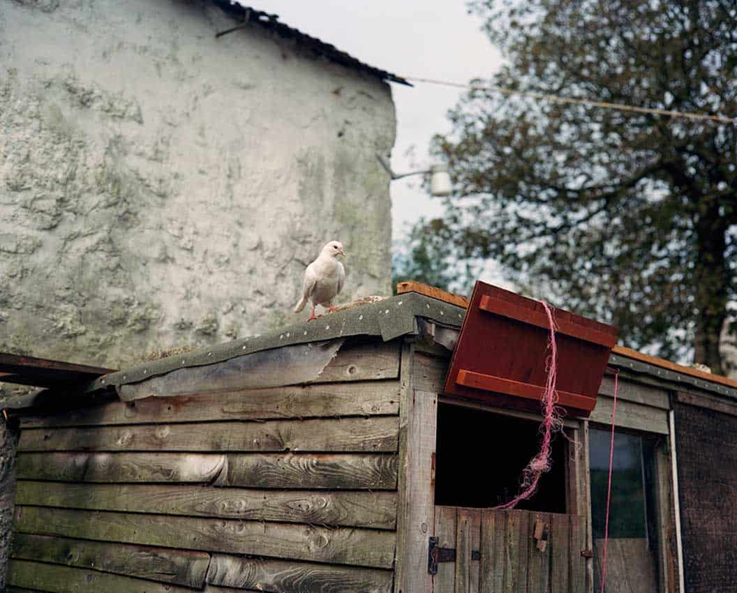 Jem Southam, Dove, Bolenowe Sanctuary, 1982-1994, The Red River, 24.10–22.11.24