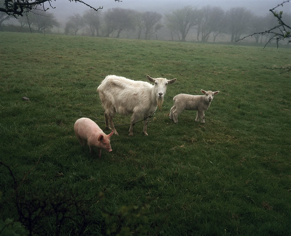 Jem Southam, The Pig, the Lamb and the Goat, 1982-1994