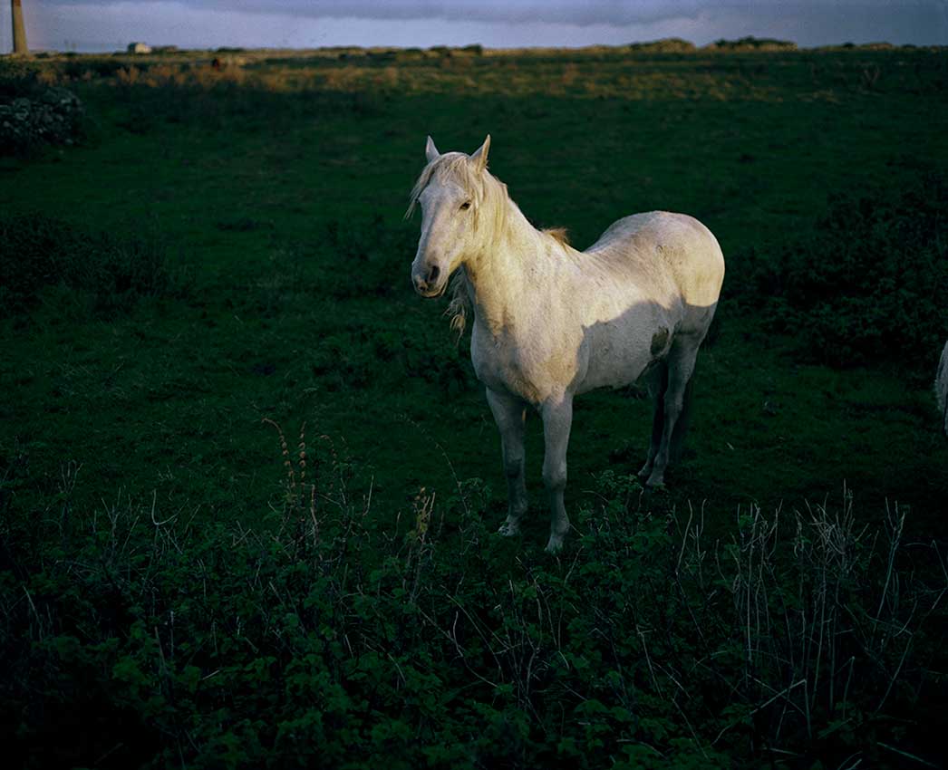 Jem Southam, Horse, Pendeen, 1982-1994, The Red River, 24.10–22.11.24