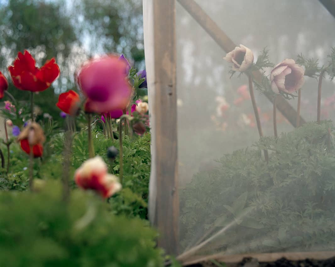 Jem Southam, Anemones, Reskadinnick, 1982-1994, The Red River, 24.10–22.11.24