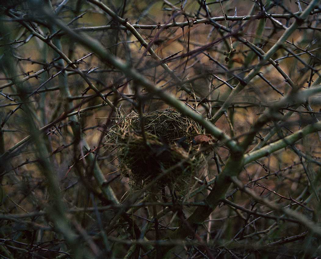 Jem Southam, Nest, The Forest, 1982-1994, The Red River, 24.10–22.11.24
