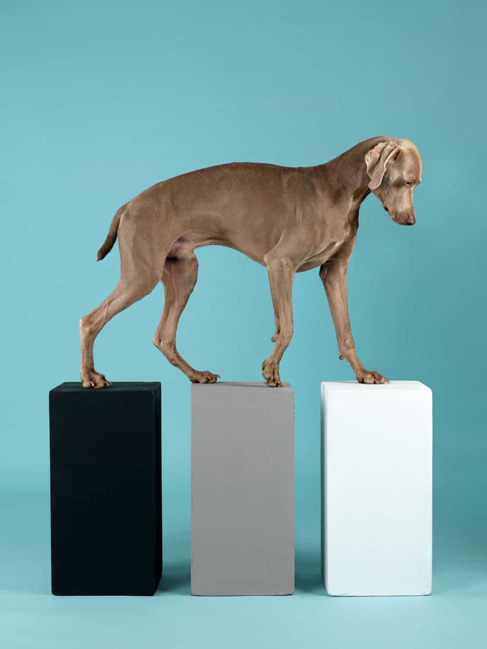 Contact,-2014,-William-Wegman,-image-courtesy-Huxley-Parlour