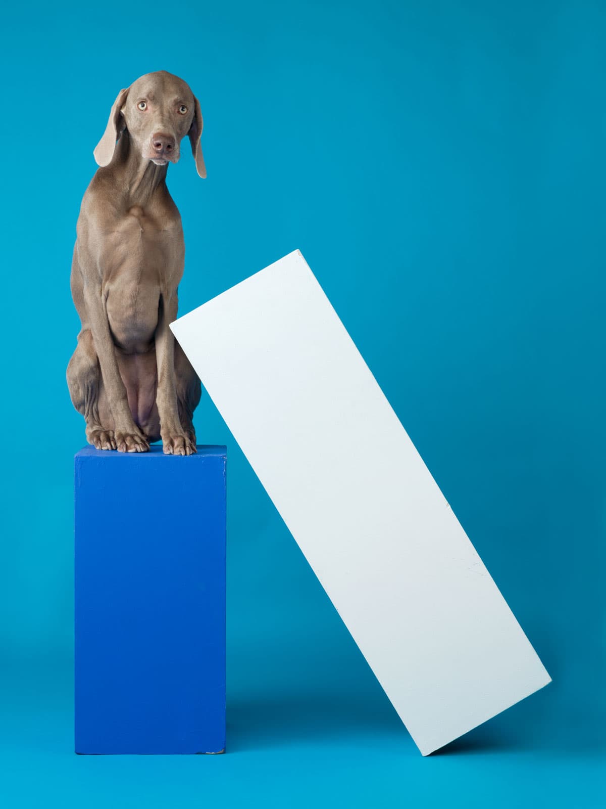 Lean-To,-2014,-William-Wegman,-image-courtesy-Huxley-Parlour