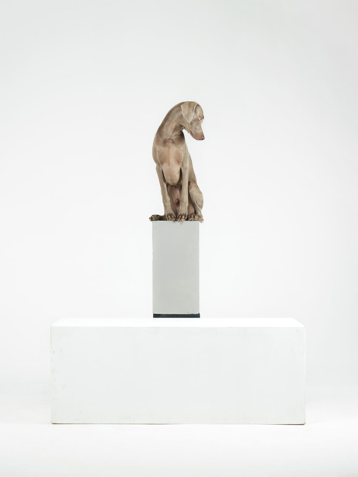 Lower-Case,-2014,-William-Wegman,-image-courtesy-Huxley-Parlour